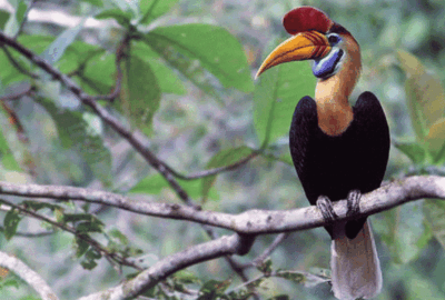 Knobbed Hornbill (Julang Sulawesi) in the Paccekke Education Forest