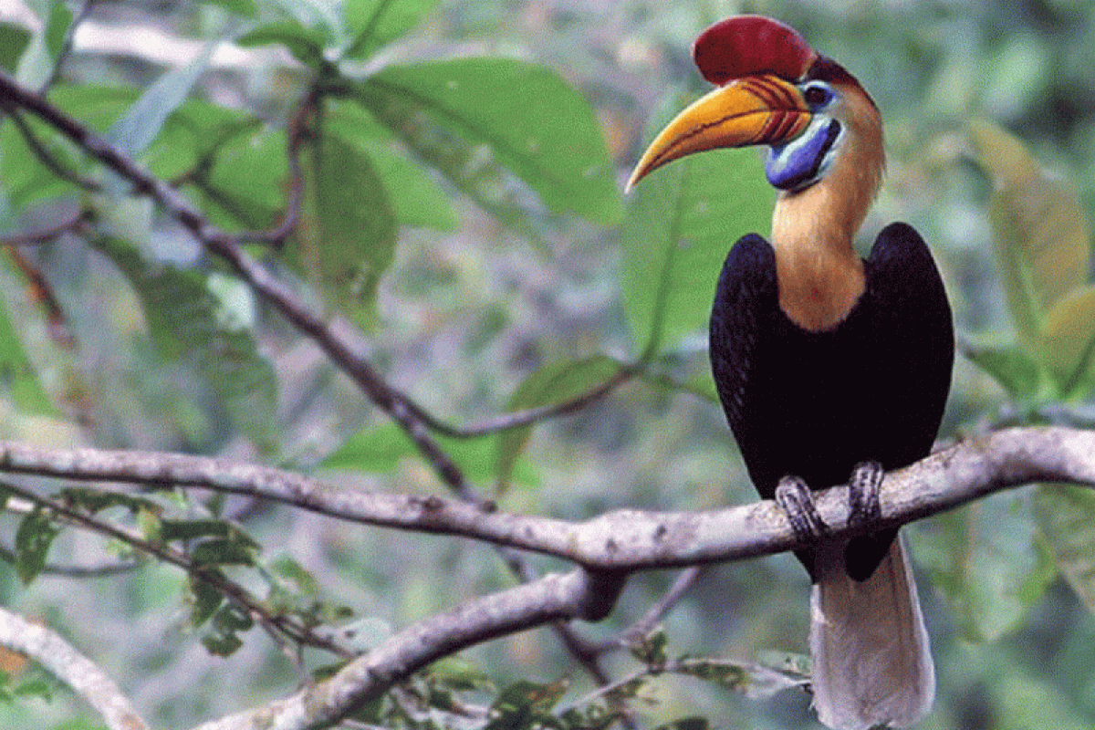 Knobbed Hornbill (Julang Sulawesi) in the Paccekke Education Forest