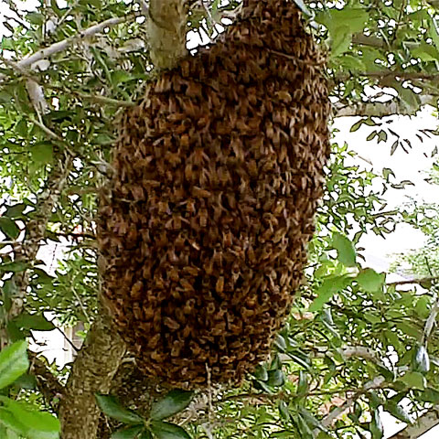 Non-timber forest products: forest honey and sugar palm